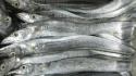 frozen ribbon fish - product's photo