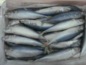 frozen mackerel fish - product's photo