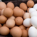 wholesale broiler hatching table eggs ross 308 - product's photo