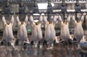 wholesale halal frozen chicken shawarma suppliers - product's photo