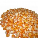 corn - product's photo