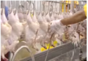 whole frozen chicken calibrated - product's photo