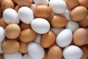 fresh chicken eggs - product's photo