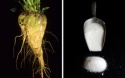 brazil beet sugar - product's photo