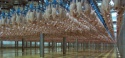 halal whole frozen chicken  - product's photo
