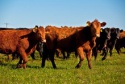 halal frozen boneless beef/buffalo meat for export !!! gold supplier ! - product's photo