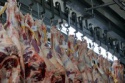 halal frozen boneless beef/buffalo meat ready for supply !!! gold supp - product's photo
