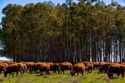 frozen beef lips - product's photo