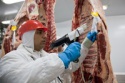 halal frozen boneless beef/buffalo meat for export !!! gold supplier ! - product's photo